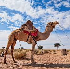Excursion Guelmim Sidi Ifni (1j)